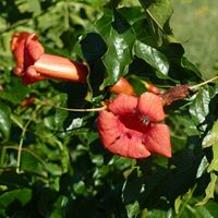 Diane Fortin Photo 32