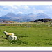 Marilyn Lamb Photo 24