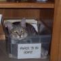 Nancy Kuo Photo 25