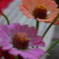 Sharon Farrar Photo 5