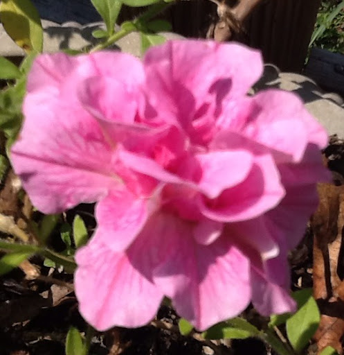 Brenda Quick Photo 27