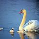 Deborah Swan Photo 10
