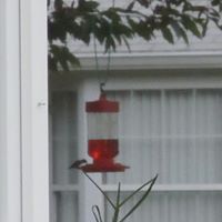 Carol Rafferty Photo 18