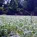 Joe Fields Photo 14
