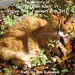 Ginger Sorrow Photo 6
