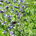 Eloise Flowers Photo 3