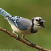 Jay Cheek Photo 9
