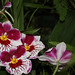 Joseph Russo Photo 36