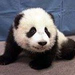 Ping Shao Photo 11