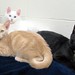 Dorothy Zorros Photo 5