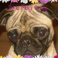 Dixie Gray Photo 8