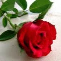 Rose Lin Photo 13