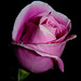Rose Carpenter Photo 18