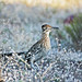 Tom Barnhart Photo 20