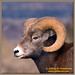 Jeffrey Horn Photo 49