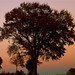 Virginia Maple Photo 5