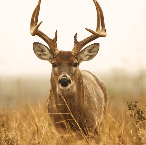 James Aviles Photo 3