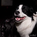 Collie Johnson Photo 10
