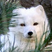 Joan Fox Photo 17