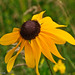 Susan Wilder Photo 12