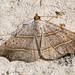 Mark Lackey Photo 28