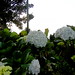 Flora Avila Photo 6