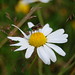 Marguerite Old Photo 4