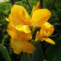 Debra Swartz Photo 22