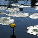 Leonard Pond Photo 7