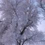 William Whitlock Photo 36