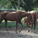 Lisa Chestnut Photo 19