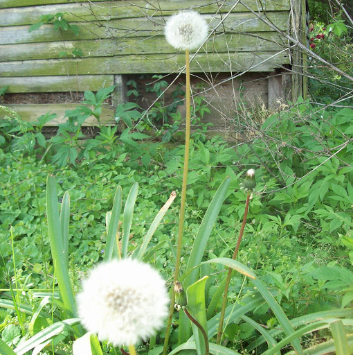 Martha Brown Photo 11