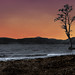 Milton Roy Photo 12