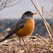 Robin Hummer Photo 3