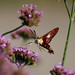 Teresa Jacks Photo 18