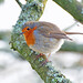 Robin Wales Photo 7
