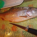 Victoria Trout Photo 3