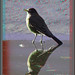 Robin Rains Photo 12