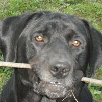 Susan Sipes Photo 9