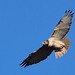 Richard Hawk Photo 26