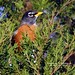 Robin Scott Photo 9