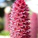 Joy Cone Photo 14