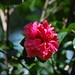 Rosa Davis Photo 10