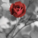 Teresa Worth Photo 9