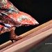Juan Suarez Photo 7