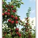 Deborah Apple Photo 11