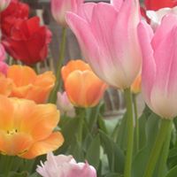 Carol Kimbrough Photo 24
