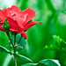 Rosa Sharp Photo 6