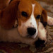 Roland Short Photo 16