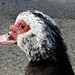 William Duck Photo 13